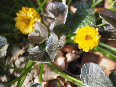 Ranunculus ficaria Jaqueline P4140348.JPG