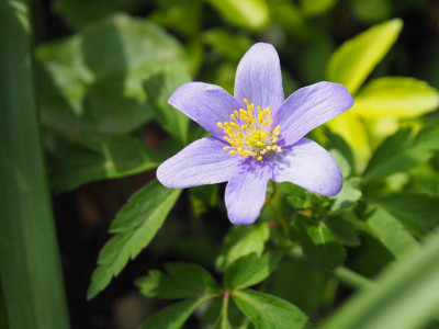 Anemone nemorosa Royal Blue P4140346.JPG