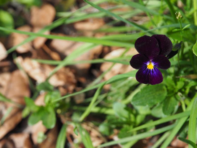 Viola cornuta Bowles's Black P4140349.JPG