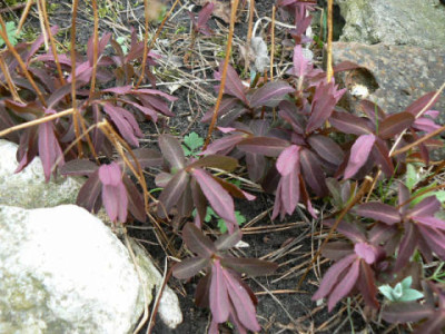 Euphorbia_Chamaeleon_dulcis.jpg