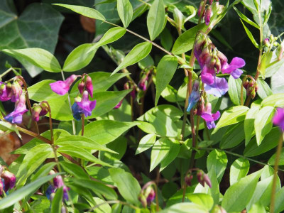 Lathyrus vernus normal Beatrice Stolz P4140354.JPG