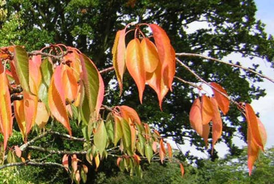 77Prunus_Shirotae2.jpg