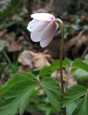 Anemone_nemorosa_wild.jpg