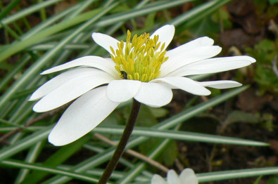 Anemona_sylvatica.jpg