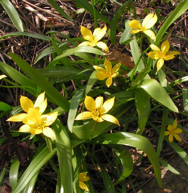 Tulipa_dasystemon_410.jpg