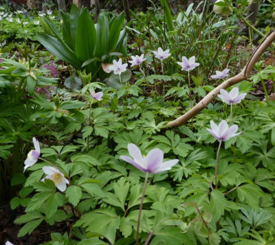 Anemnone nemorasa rosa Rücken 220414 k.jpg