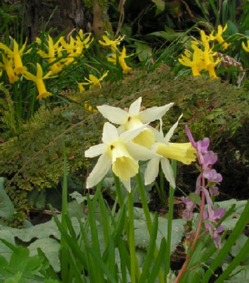 Narcissus_Elka_424.jpg
