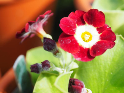 Auricula Dale's Red P4140355.JPG