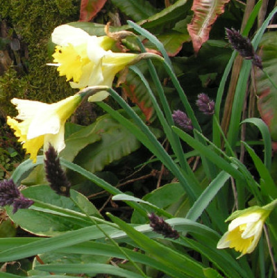 Narcissus_pallidiflorus_426.jpg