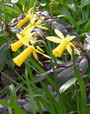 Narcissus_Mite_420.jpg