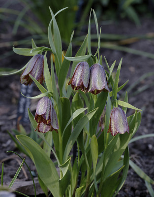 DSC_4775_DxO_DxO.jpg