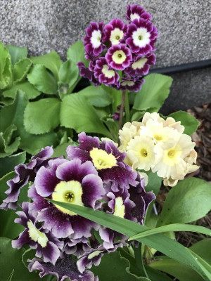 702BE6ED-968E-4908-9B80-A0453E9D441E.jpeg