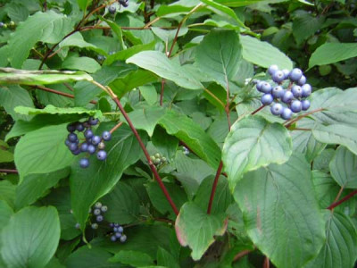 77Cornus_amomum1.jpg