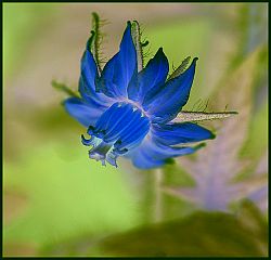 blue_april_1.jpg