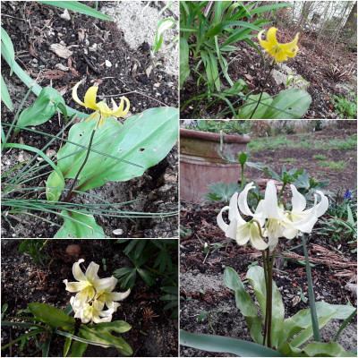 Erythronium.jpg