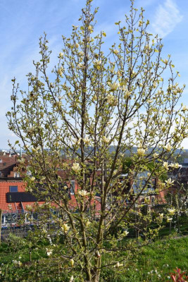 Cannstatt 003.JPG