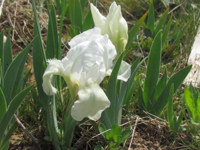 MDB Bright White.JPG
