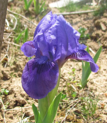 MDB NOID blau.JPG