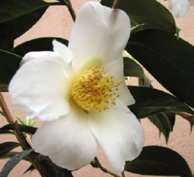 31.03.08_9498_Letzte_Apple_Blossom.jpg