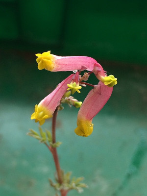 2022-04-15 Corydalis sempervirens 3.jpg