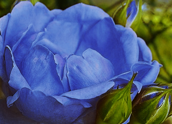 blaue_Rose_von_Ber.jpg