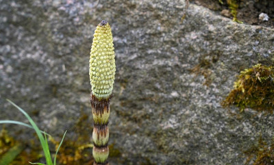 _DSC1192-01.jpeg