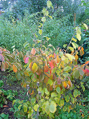Hamamelis-Herbst-2.jpg