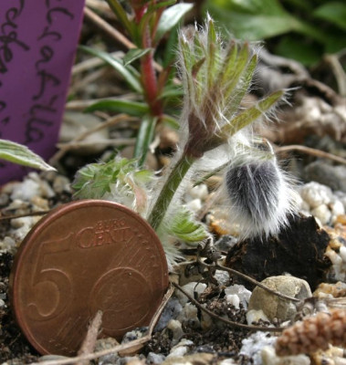 IMG_3498_ePulsatilla_pratensis_ssp_nigricans.JPG