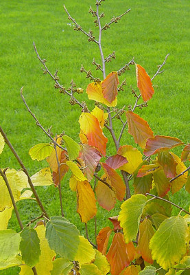 Hamamelis-Herbst-1.jpg