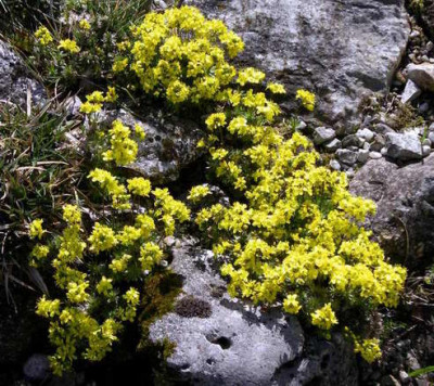 Draba_2008-03-30.JPG