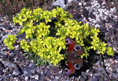 Draba_mit_Gast_2008-03-30.JPG