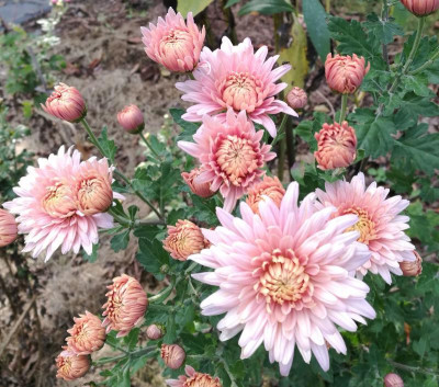 Chrysanthemum_AS_13_20211016_152156_B.jpg