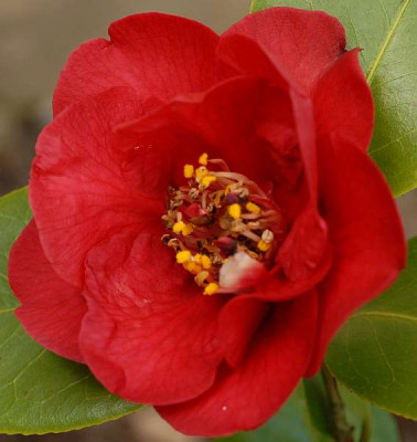 Camellia-Dr._Burnside-klein-053.jpg