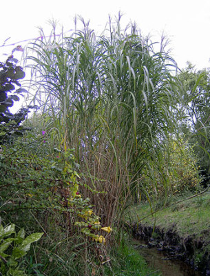 Miscanthus_4.jpg