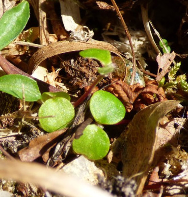 Eranthis pinnatifida2022.jpg