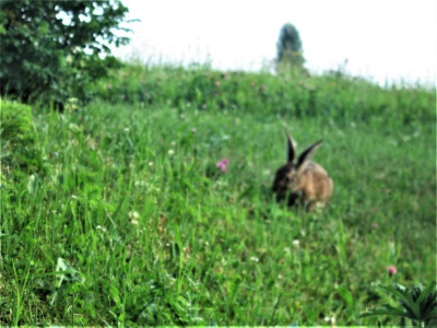 hase (2).JPG