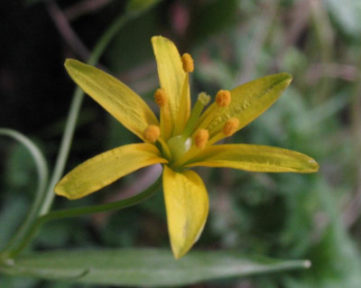 Gagea_lutea.jpg