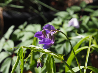 Lathyrus vernus Fino Fino blüht blau P4170346.JPG
