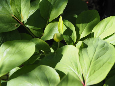 Paeonia mlokosewitschii gelbe Knospe P4170343.JPG