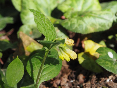 Knollen-Beinwell Symphytum bulbosum aus Österreich P4170345.JPG