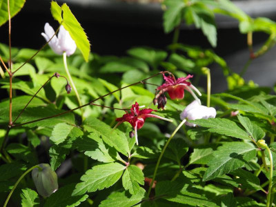 Epimedium Red Maximum  Koen van Poucke P4170353.JPG