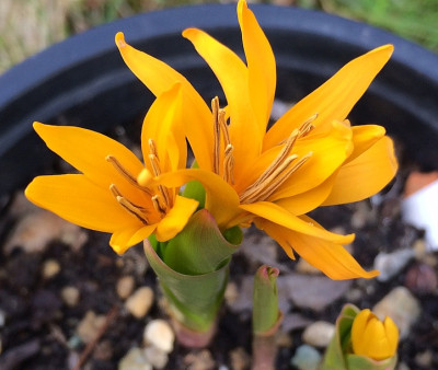 2022-04-11 Colchicum luteum.jpg