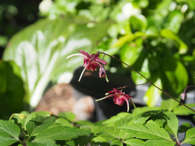 Epimedium Red Maximum  Koen van Poucke P4170354.JPG