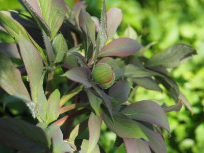 Paeonia Frau Frank P4170357.JPG