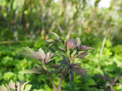 Paeonia officinalis P4170358.JPG