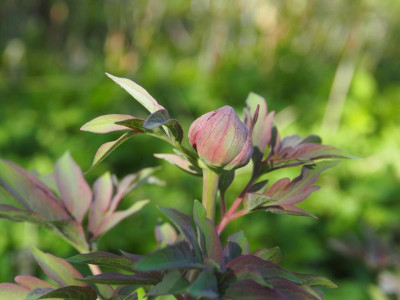 Paeonia officinalis P4170359.JPG