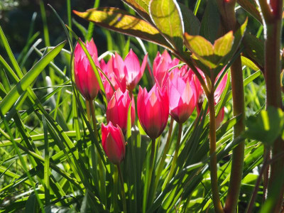 Tulipa humilis Little Beauty P4170361.JPG