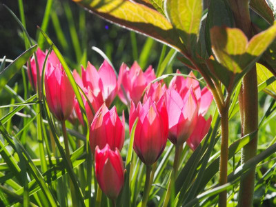 Tulipa humilis Little Beauty P4170363.JPG