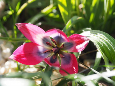 Tulipa humilis Little Beauty P4170362.JPG