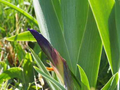 Iris aphylla P4170365.JPG